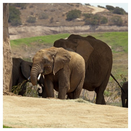 Image of San Diego Zoo - Safari Park